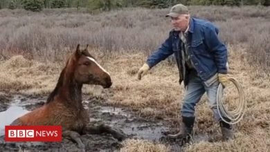 Photo of Wild horse rescued from bog in Alberta