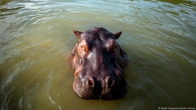 Photo of Colombia’s conundrum over Pablo Escobar’s escapee hippos