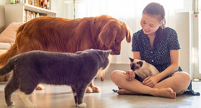 Cats, Dogs and COVID: How Safe Are Your Pets?