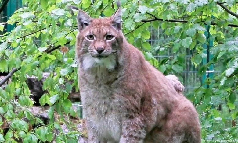Rufus, Germany’s favorite fat lynx, put down