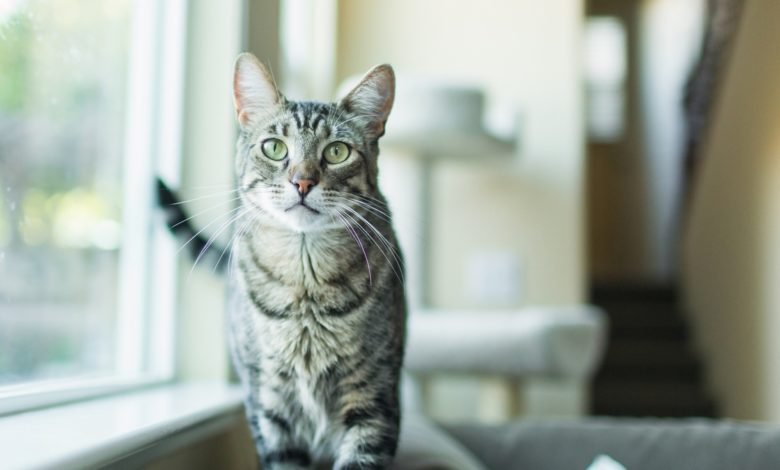 15 Ways To Keep Your Indoor Cat Happy And Occupied