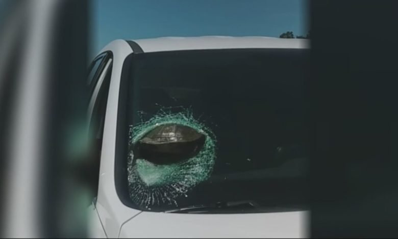 Flying turtle smashes through Georgia driver’s windshield