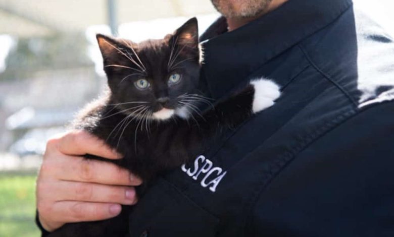 SPCA helps discover ‘new feline virus’ after outbreak in B.C.