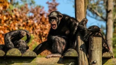 Photo of Study Reveals Connection Between Chimpanzee Lip Smacks And Human Speech