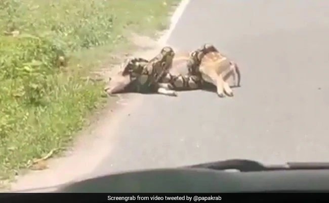 Photo of Horrifying Video Shows Python Strangling Deer. Then, This…