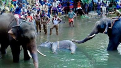 Photo of Pregnant elephant dies in India after eating explosive fruit trap