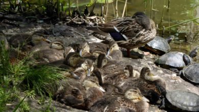 Photo of Friday duck report: pictures and videos