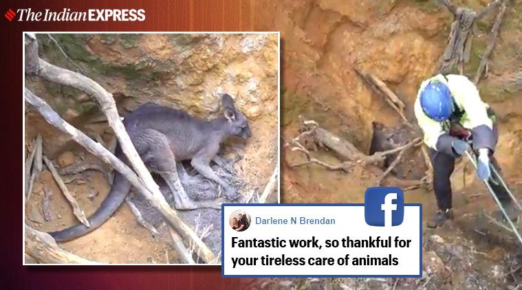 Watch: Kangaroo named ‘Brad Pit’ rescued from mine shaft in Australia