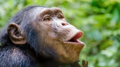 Photo of Human Speech Evolution Gets Lip Smacking Evidence