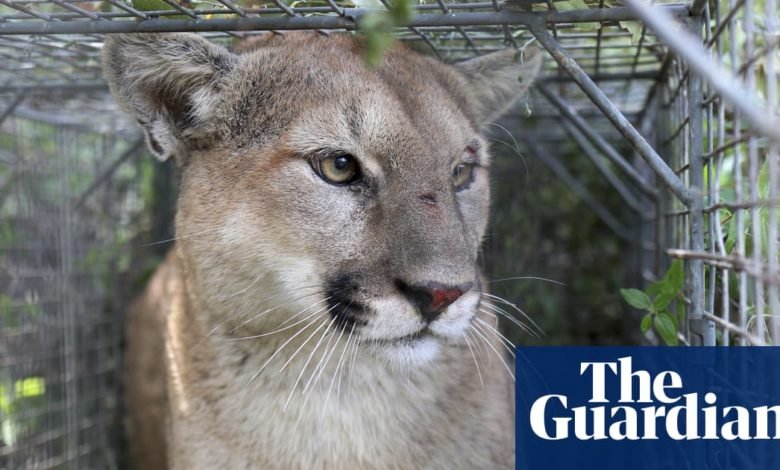 Officials safely relocate mountain lion that wandered San Francisco for days