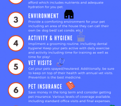 Photo of tips to keep your pets happy, healthy …