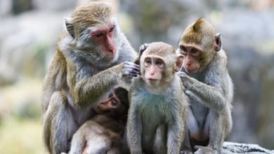 Photo of What primates can teach us about managing arguments during lockdown