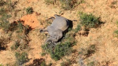 Photo of What the sudden elephant deaths in Botswana could mean to the species