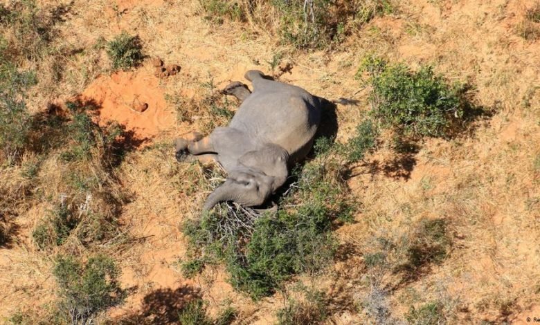 What the sudden elephant deaths in Botswana could mean to the species