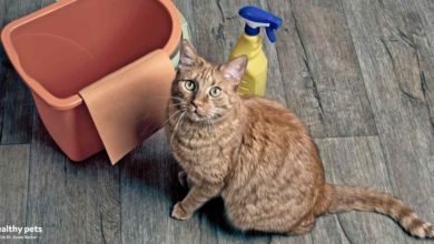 Photo of How to Disinfect Your Home Without Harming Your Pet