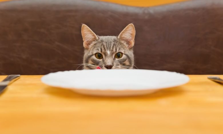 Why You Should Feed Your Cat 5 Times a Day