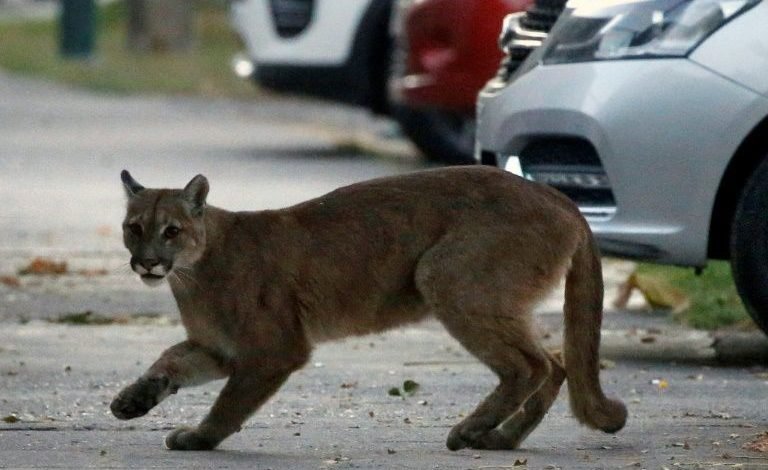 Ex-soldier who fled with puma turns himself over to police