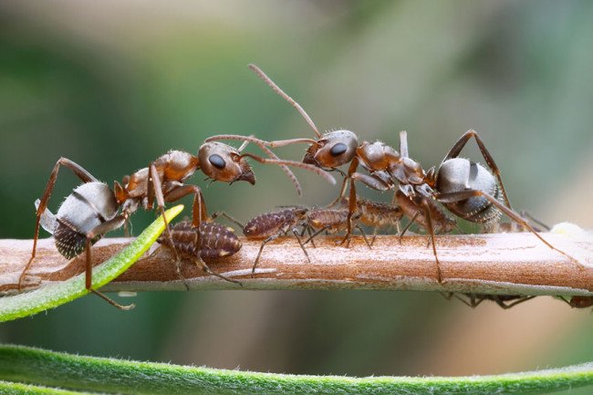 What Can We Learn From Ants About Epidemics?