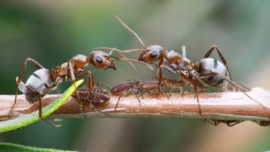 Photo of What Can We Learn From Ants About Epidemics?
