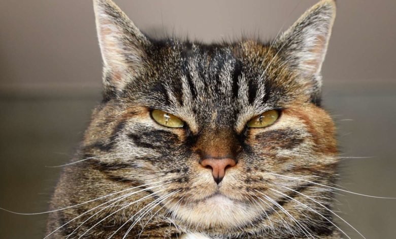 Why Do Cats ‘Slow Blink’ at People?