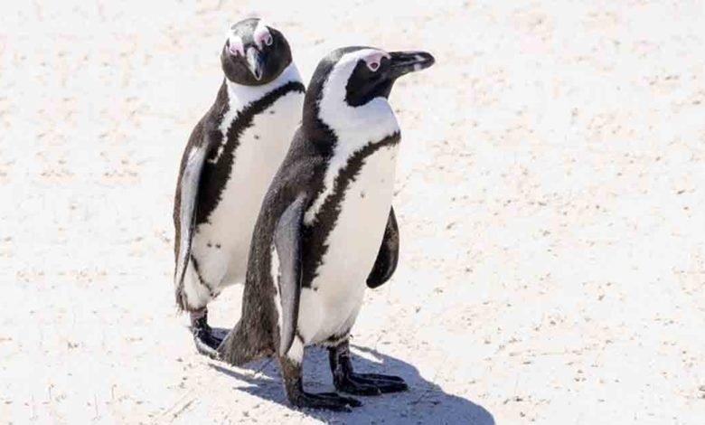 Penguin’s Role in His Mate’s Miraculous Recovery