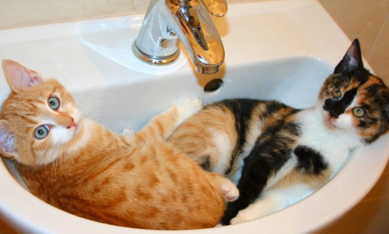 Why Do Cats Like to Chill Out in Sinks?