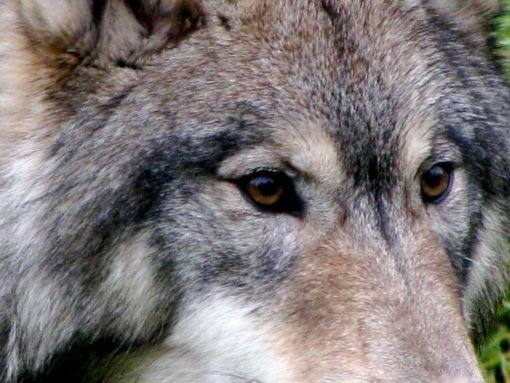 Of Wolves, George Floyd, and the Limits of Human Empathy