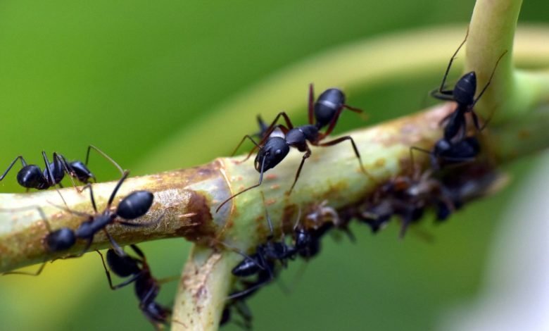 In Social Insects, Researchers Find Clues for Battling Pandemics