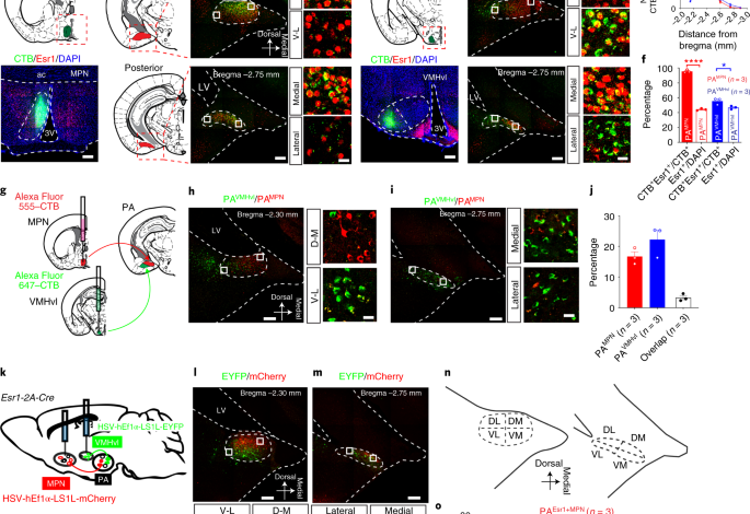 Posterior amygdala regulates sexual and aggressive behaviors in male mice