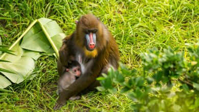 Photo of Wildlife Wednesday: Disney’s Animal Kingdom Welcomes a Baby Mandrill