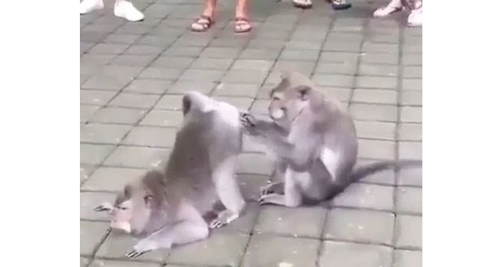 It’s Grooming Time: Monkey is Busy Cleaning Its Buddy’s Hair