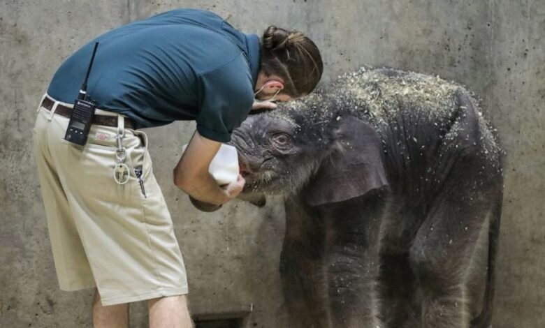 27-day-old elephant with developmental impairments dies at zoo