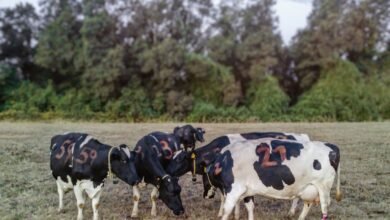 Photo of Grooming behavior between dairy cows reveals complex social network