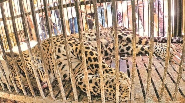Four leopards captured in Nashik; total 11 in captivity since July 2