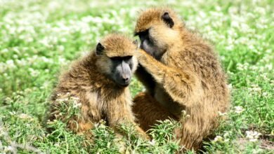 Photo of Strong bonds later can’t erase early trauma for baboons