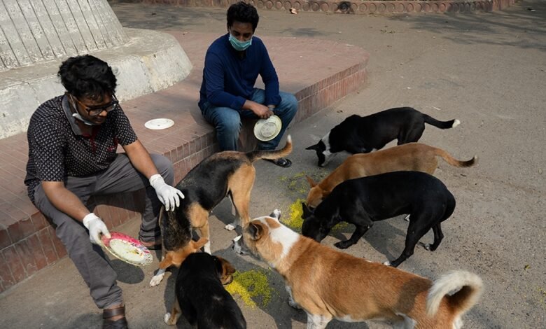 Dog lovers outraged over plans to relocate Dhaka strays