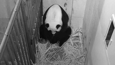 Photo of Giant panda cub born at National Zoo