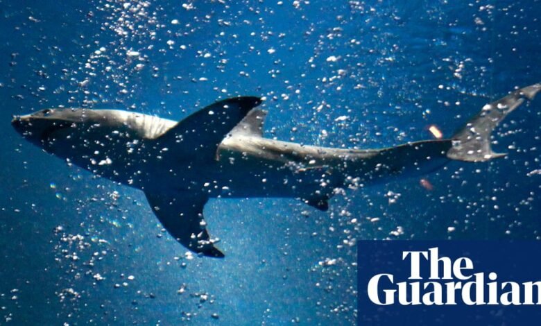 Aquariums report wave of webcam visits amid Covid shutdown