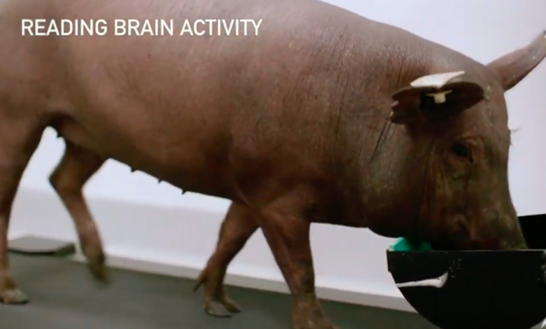 Elon Musk parades about Neuralink-wired pig, and this is apparently the future