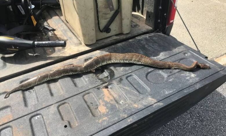 Python caught near Georgia home, leading to concerns of invasive species spreading