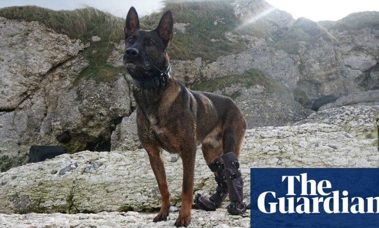 Military dog Kuno to receive UK’s highest honour for animals