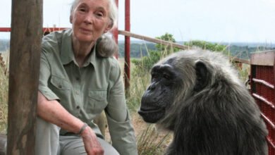 Photo of A Conversation With Jane Goodall