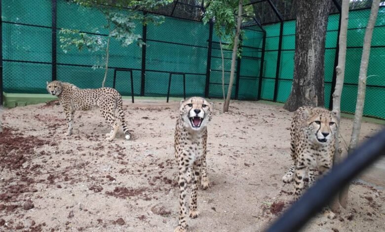 Mysuru zoo gets 3 African hunting cheetahs from South Africa