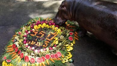 Photo of Thailand’s oldest hippo celebrates birthday with fruit and song