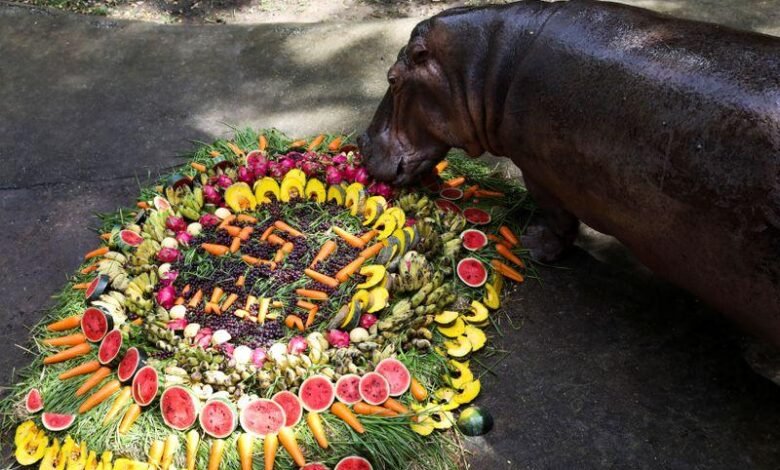 Thailand’s oldest hippo celebrates birthday with fruit and song