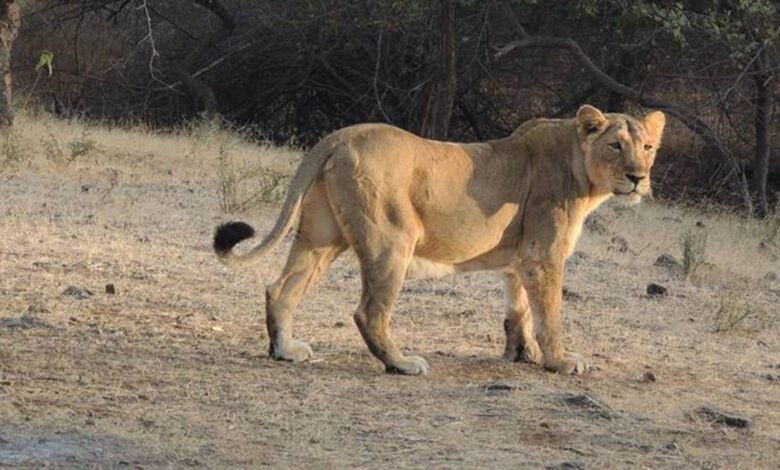 6-year-old attacked by lioness in Junagadh dies