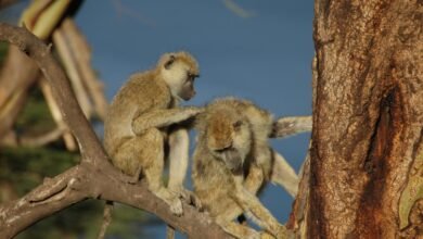 Photo of Male baboons with female friends live longer
