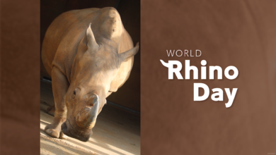 Photo of World Rhino Day Brings Big News for Disney’s Animal Kingdom