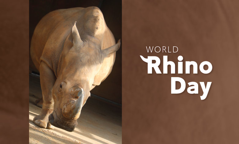 World Rhino Day Brings Big News for Disney’s Animal Kingdom